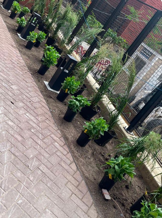 El Borinquen project photo